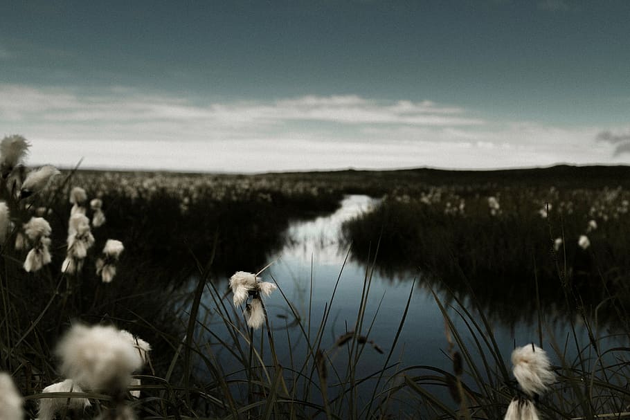 closeup photo of white petaled flower beside body of water HD wallpaper