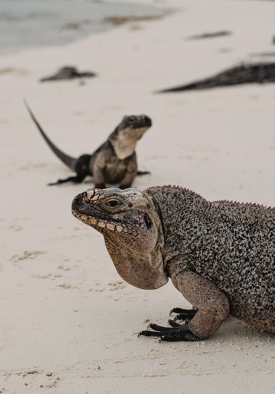 two reptile in white sand, komodo dragon on sand, Jurassic, Beach HD wallpaper