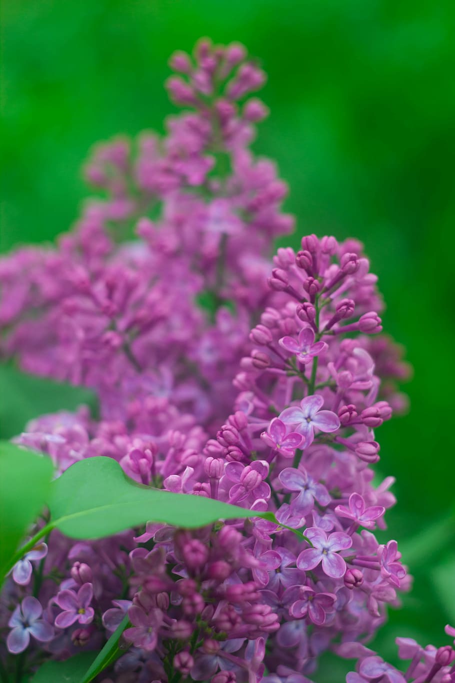 lilac, flowers, spring, nature, plant, closeup, purple flowers HD wallpaper