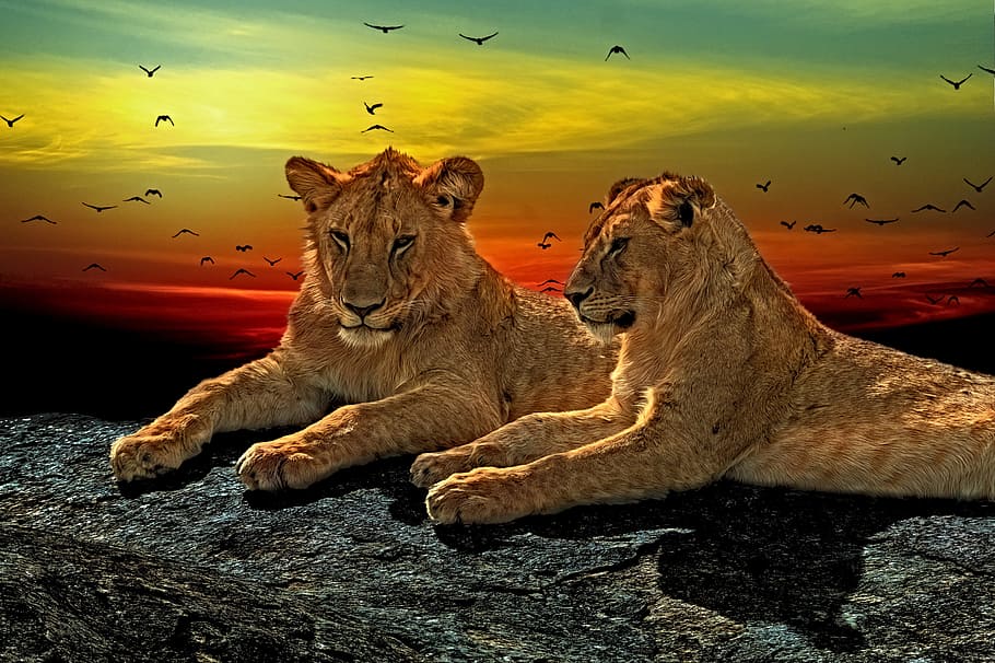 two brown tigers, lions, cats, fur, male, big, animal, predator