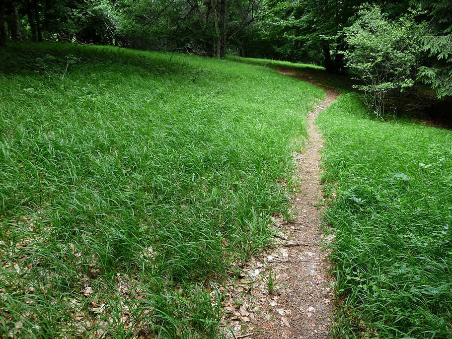 path, away, forest path, trail, wegchen, hike, hiking, migratory path HD wallpaper