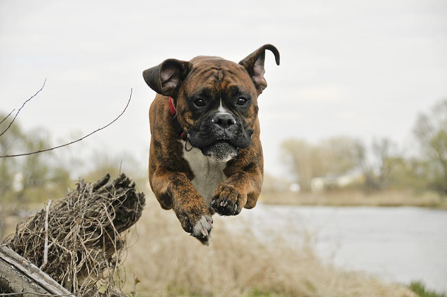brown brindle and white boxer dog jumping during daytime, flight HD wallpaper
