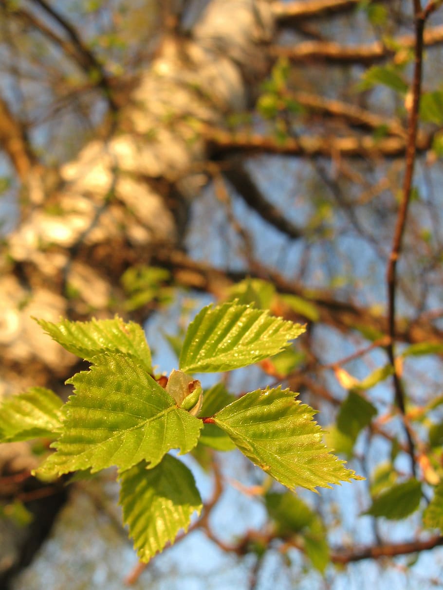 Nature, Birch, Spring, Green, Green, Plant, leaf, outdoor, wood HD wallpaper