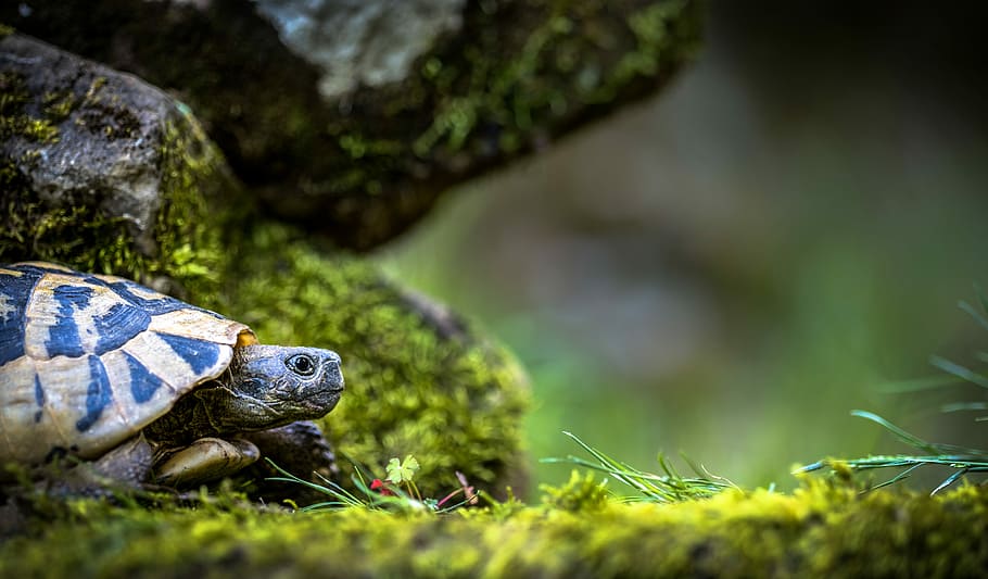selective focus gray and blue turtle, landscape, nature, animal HD wallpaper