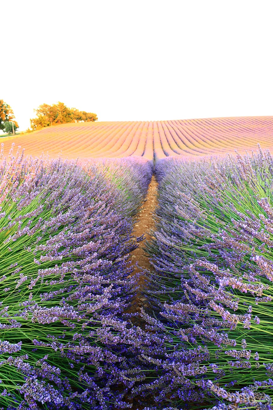 lavender, nature, bee, plant, beauty in nature, flowering plant HD wallpaper