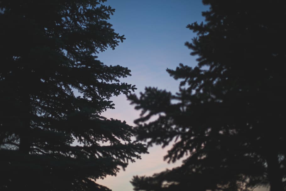 trees, shadow, silhouette, sky, sunset, nature, plant, beauty in nature HD wallpaper
