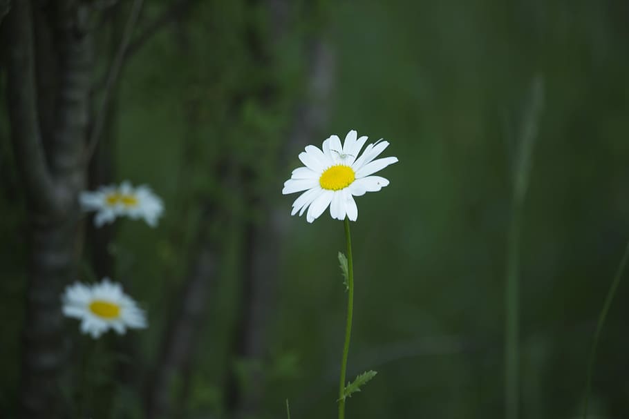 daisy, summer, spring, nature, flower, plant, meadow, grass HD wallpaper