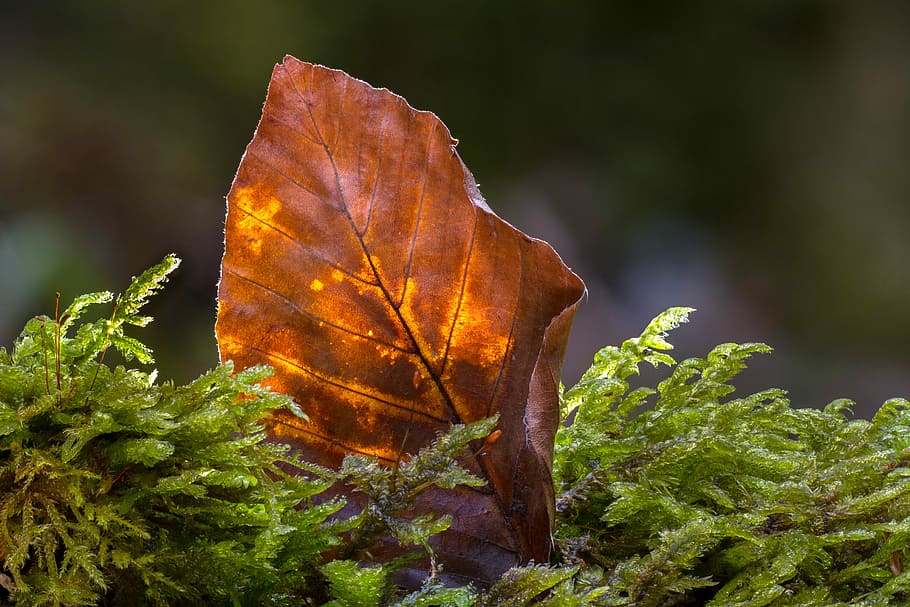 leaf, old leaf, beech leaf, forest, nature, plant part, autumn HD wallpaper