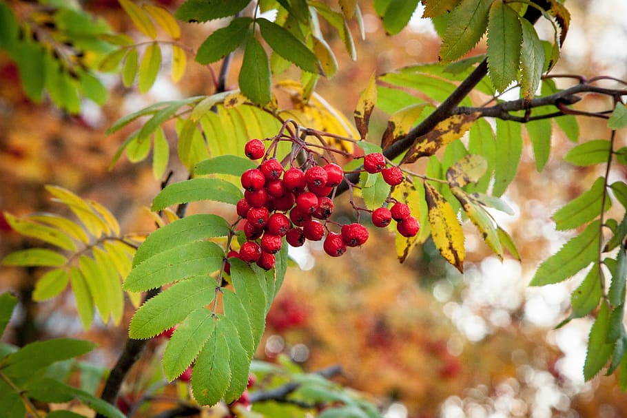 red berries, rowanberry, fall, autumn, season, colored, fruit HD wallpaper
