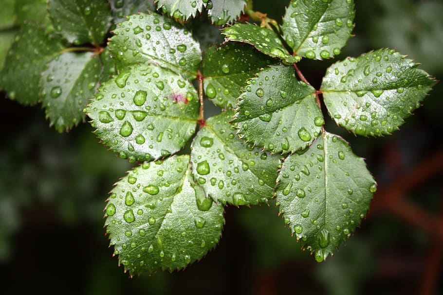 nature, leaf, raindrops, close-up, rose leaf, water drops, green color HD wallpaper
