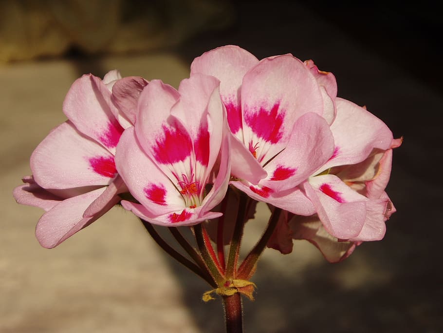 geranium, pink, flowers, plants, nature, flowering plant, fragility HD wallpaper