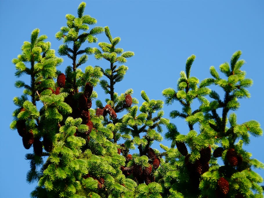 pine cones, tap, tree, conifer, common spruce, picea abies HD wallpaper