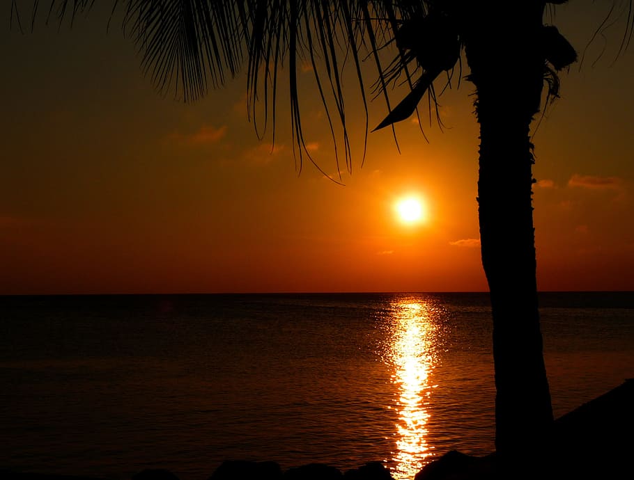 sunset, palm tree, twilight, red, sky, ocean, sea, water, palm trees HD wallpaper