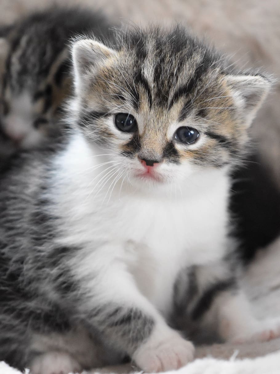 HD wallpaper: baby cat, cat baby, kitten, cute sweet, pet ...