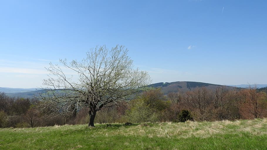 tree, meadow, country, plant, landscape, sky, environment, grass HD wallpaper