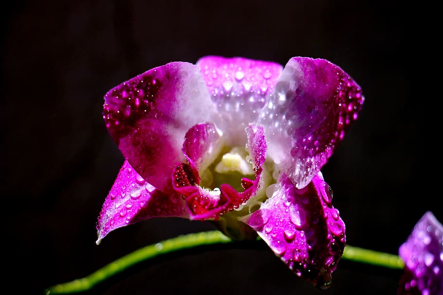flower, feng, rolling, flowering plant, beauty in nature, vulnerability HD wallpaper