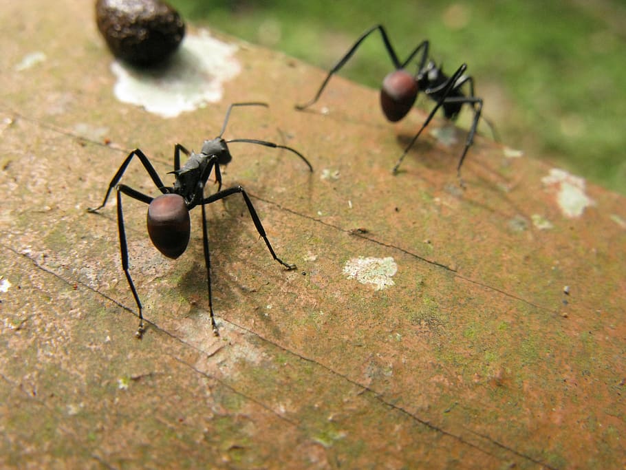 ants, insect, natural, invertebrate, animal themes, animal wildlife HD wallpaper