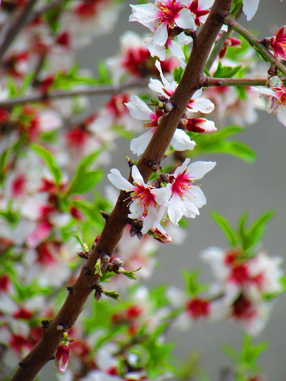 flower, plant, branch, tree, rosa, white, leaf, costa brava HD wallpaper