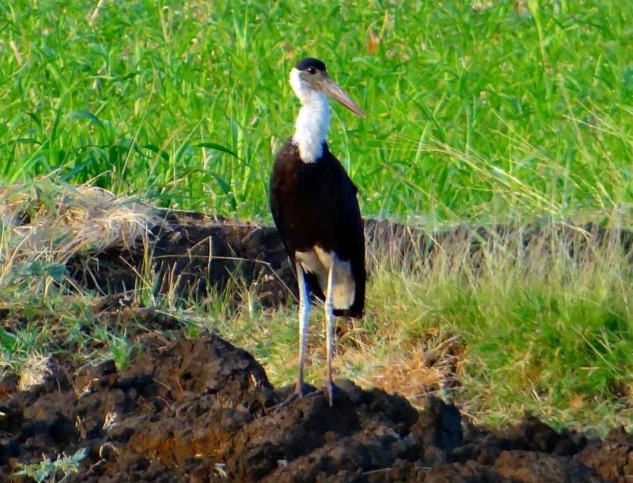 woolly-necked stork, bishop stork, white-necked stork, ciconia episcopus, HD wallpaper