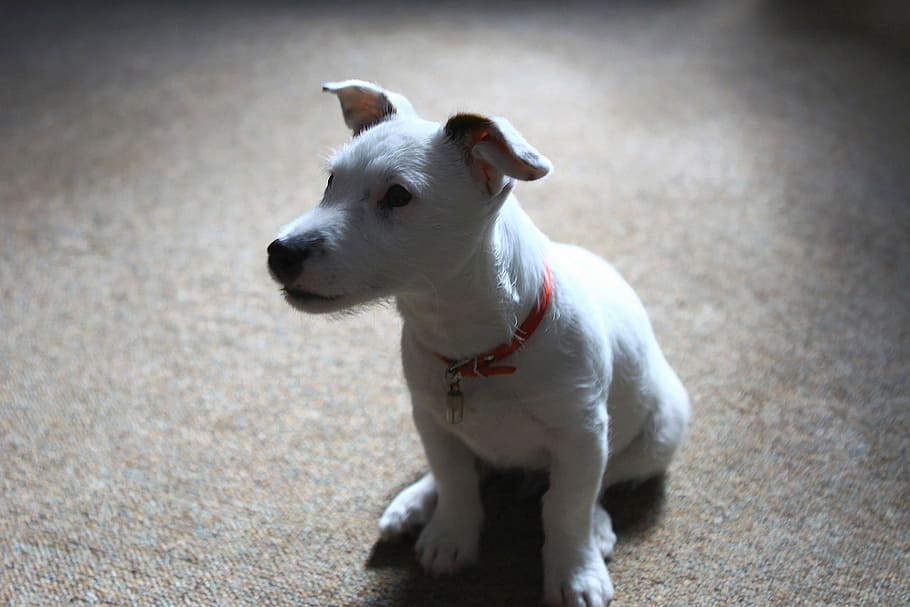 jack, russell, terrier, puppy, dog, animal, pets, cute, canine HD wallpaper