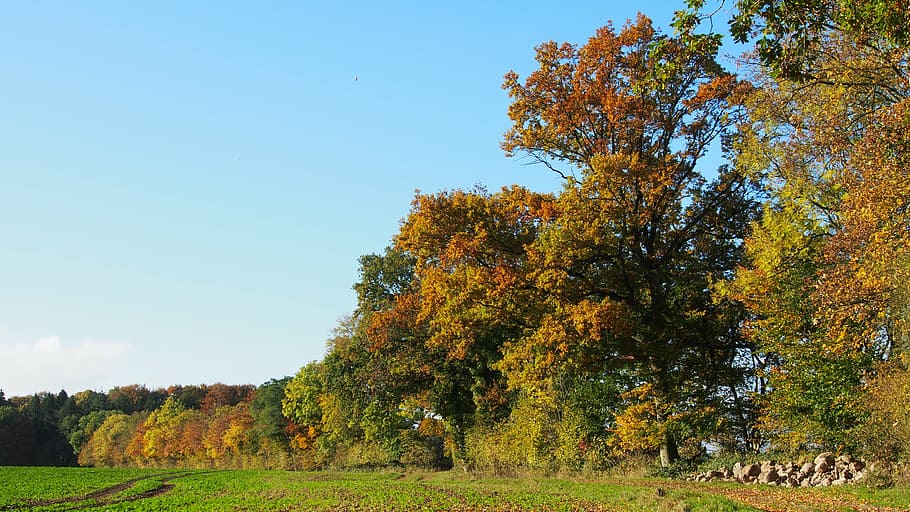 forest, nature, trees, autumn, plant, change, beauty in nature HD wallpaper