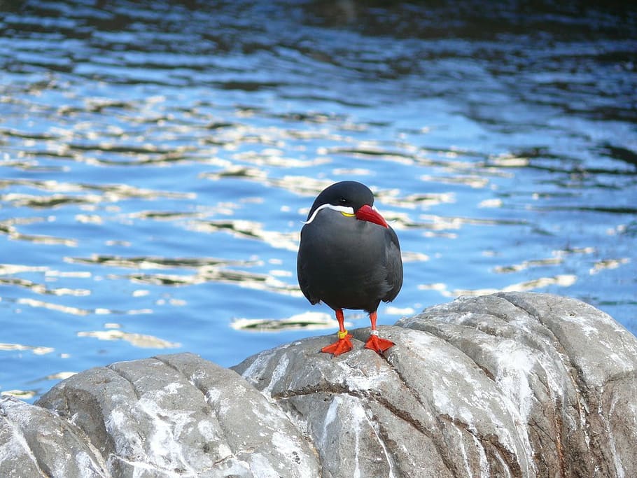 bird, living, coast, devon, sea, nature, animal, colorful, animals in the wild HD wallpaper