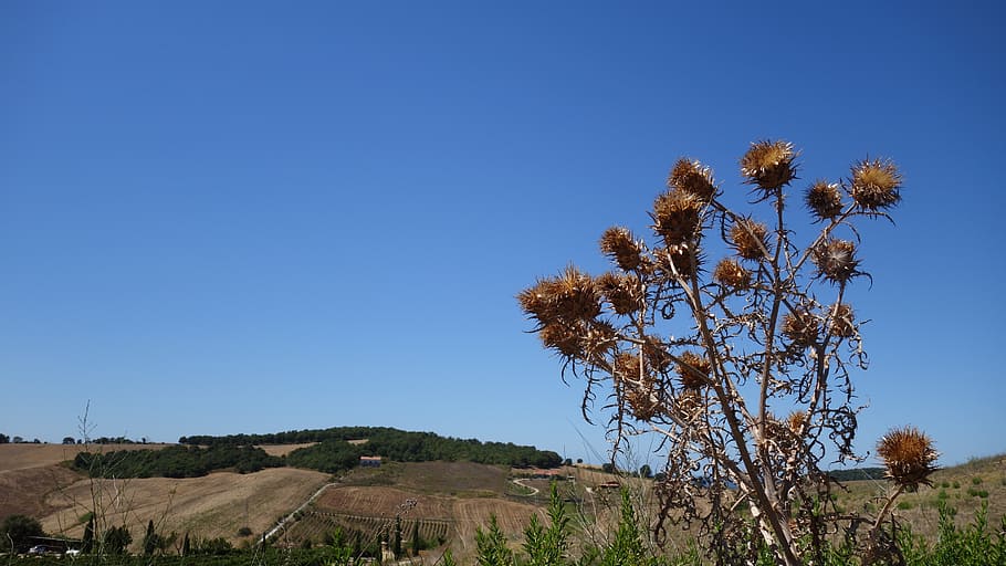 thistle, dry, sky, prickly, pointed, heat, summer, italy, plant HD wallpaper