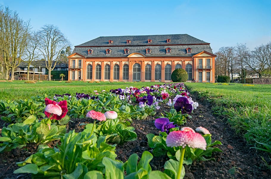 Orangery, Darmstadt, Castle, Hesse, germany, spring, flowers, HD wallpaper