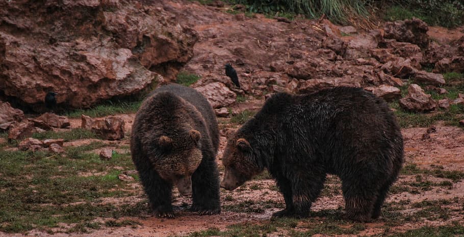 bears, mud, fauna, animals, nature, mammals, hairy, animal themes HD wallpaper