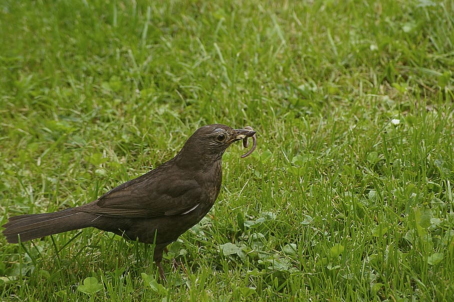 blackbird, grass, nature, animal world, summer, earthworm, animal themes HD wallpaper