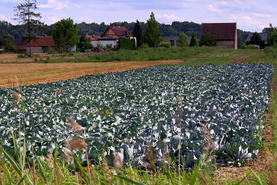 Cabbage, Field, Agriculture, cabbage field, collections, harvest festival HD wallpaper