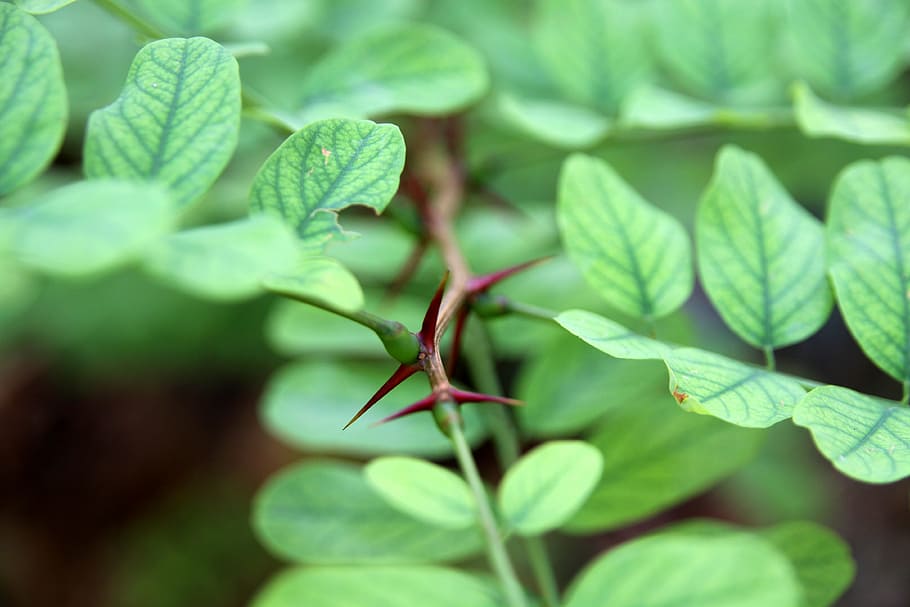green leafed plant with horn in close-up photography, nature HD wallpaper