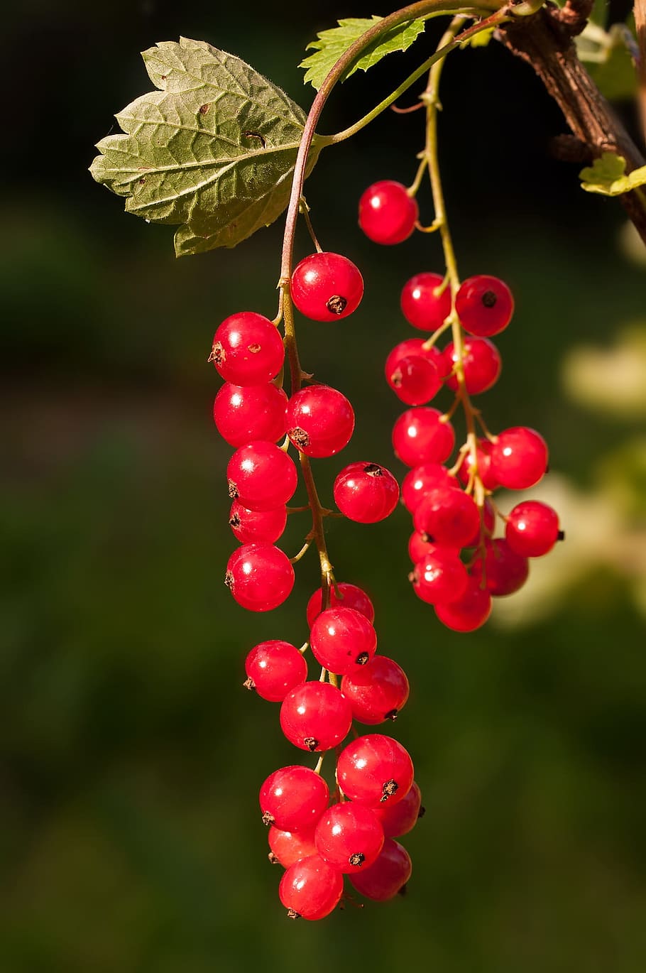 red cherries, red currant, fruit, berries, soft fruit, plant HD wallpaper