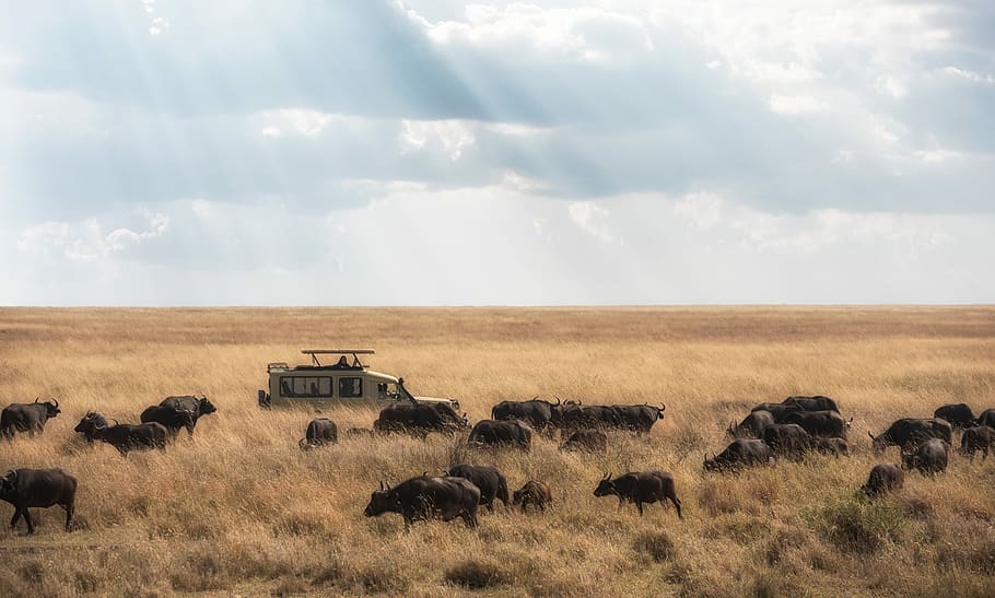 white SUV passing through herd of buffaloes during daytime, black water buffalo herd standing on withered grass HD wallpaper