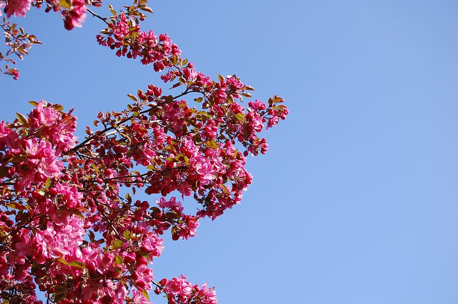 cherry, blossoms, flowers, bloom, floral, blooming, blossoming HD wallpaper