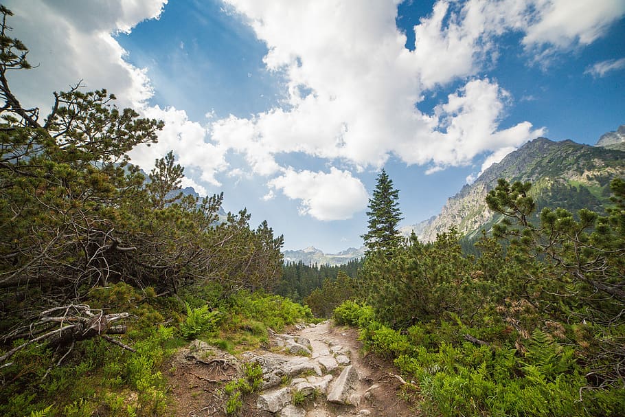 Small Path in the Middle of High Tatras, Slovakia, clouds, forest