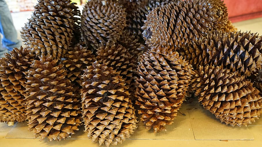pine cones, tap, tree, food, food and drink, large group of objects HD wallpaper