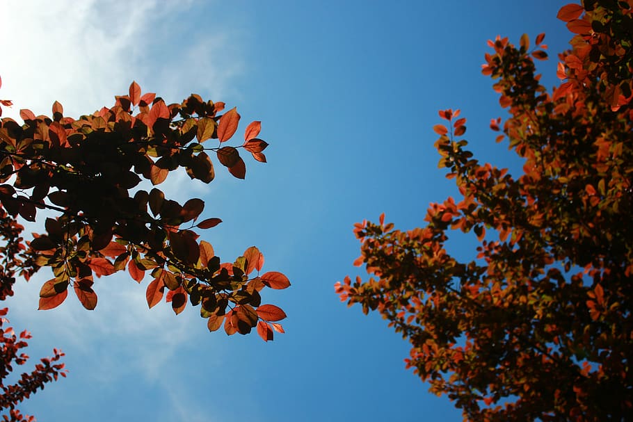 leaves, nature, sky, trees, leaf, autumn, yellow, branch, season HD wallpaper