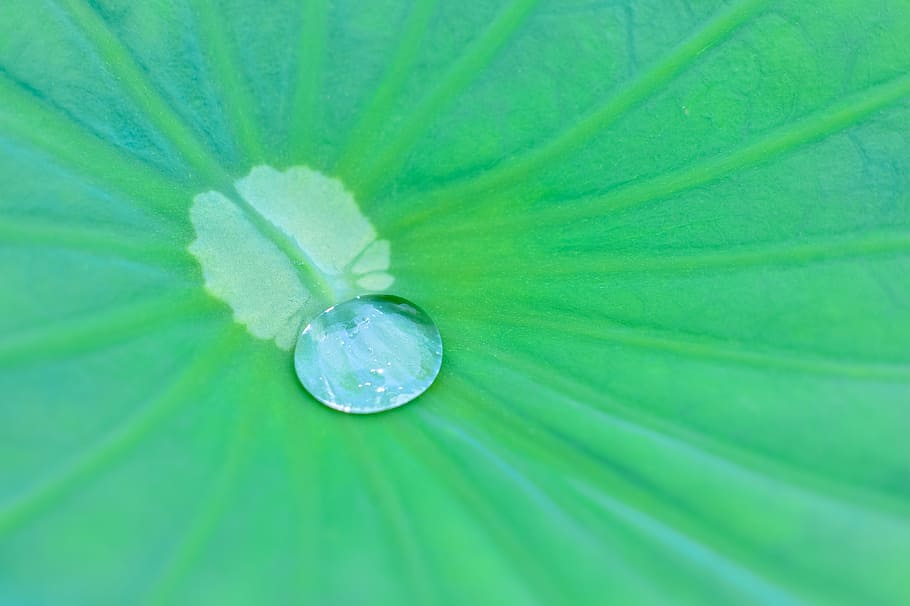 natural, plant, green, leaf, drop of water, shizuku, lotus, HD wallpaper