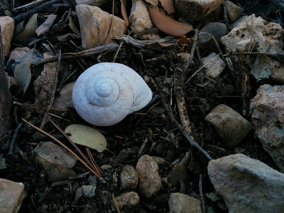 snail, nature, shell, shells, snails, earth, autumn, no people HD wallpaper