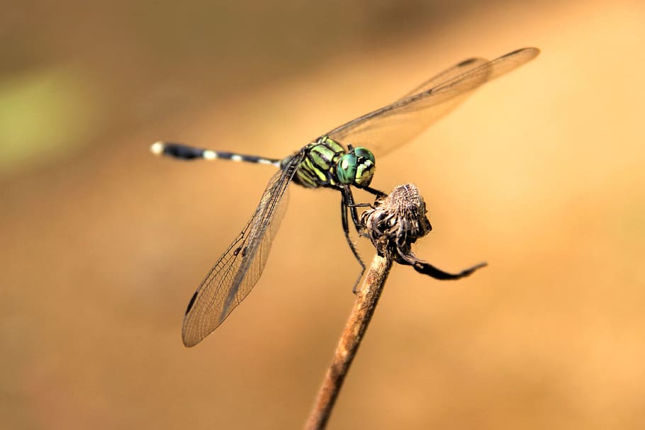 dragonfly, bug, insect, wild, green, natural, invertebrate HD wallpaper