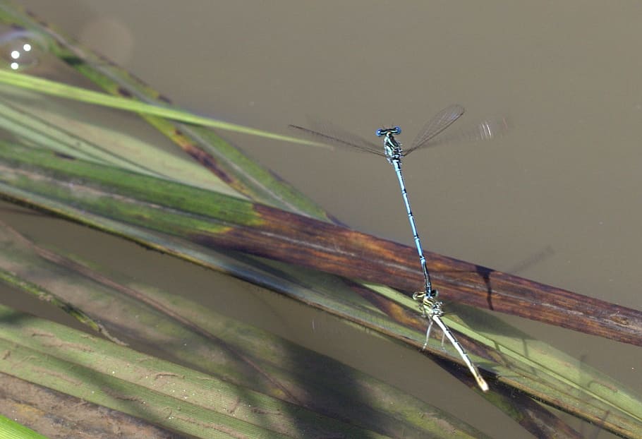 Dragonflies, Mating, Water, nature, insect, animal, close-up HD wallpaper