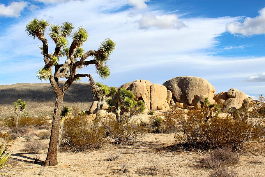Landscape of Joshua Tree National Park, California, clouds, desert, HD wallpaper