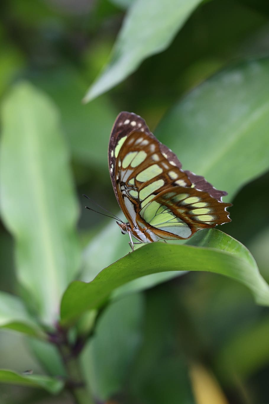 butterfly, sheet, green, animal wildlife, animals in the wild HD wallpaper