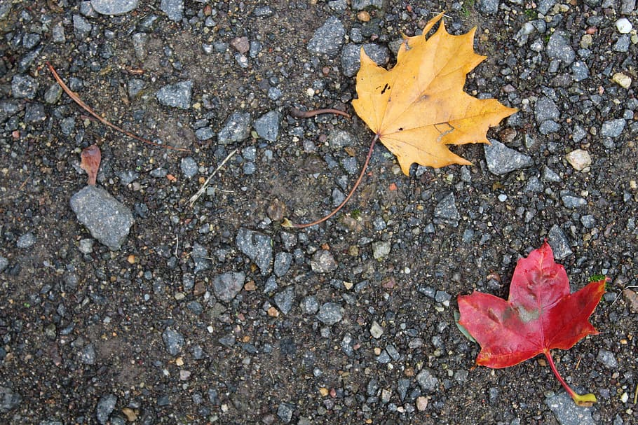 autumn, leaf, leaves, fall foliage, background, stones, nature HD wallpaper