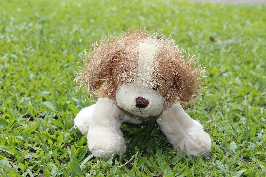 Toy, Teddy Bear, Plush, Dog, Grass, one animal, animal themes HD wallpaper