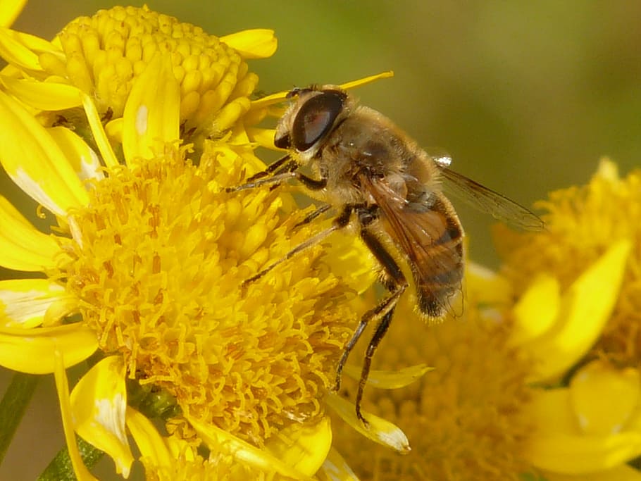 mist bee, mud bee, eristalis tenax, hoverfly, arnica, arnica montana HD wallpaper