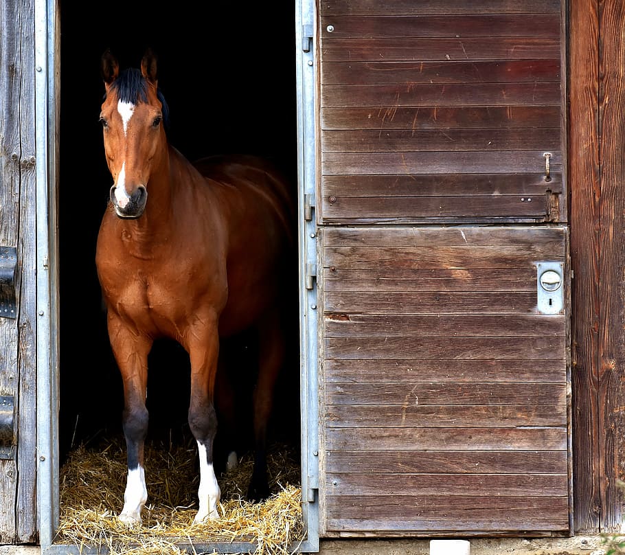 brown and white horse near brown wooden door, stall, box, curious