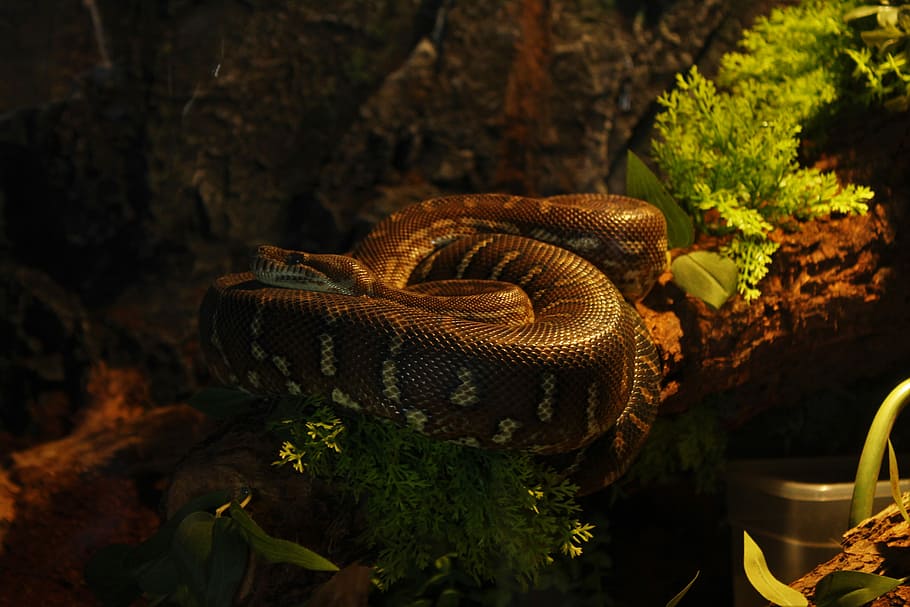 black and gray snake, brown snake circling on top of brown tree log HD wallpaper