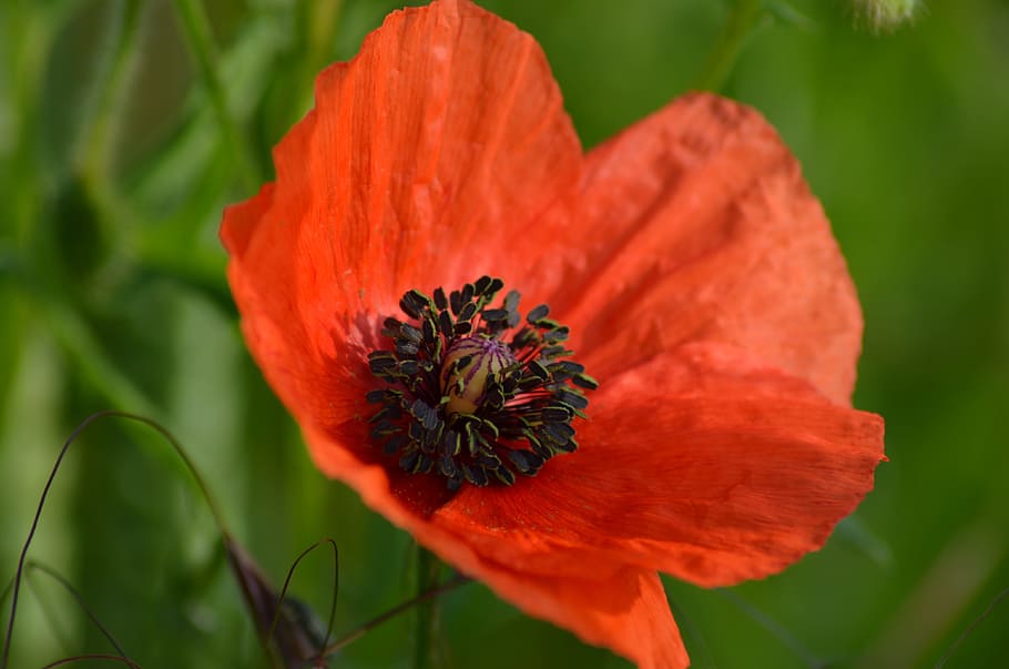 poppy, field of poppies, france, nature, flowers, red, garden, HD wallpaper